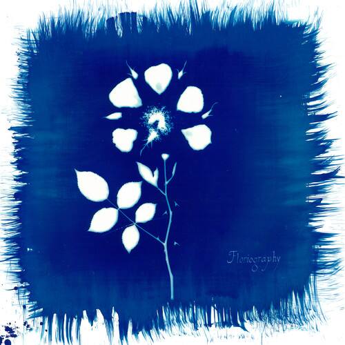 Painted Zeros - Floriography   - COMPACT DISCS [CD] price history on PriceWatchPro