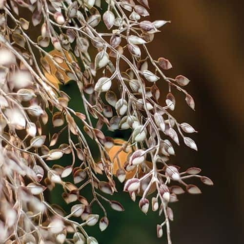 BreeBe - *Little Luna Hanging Leaves Bush 24" - Multi