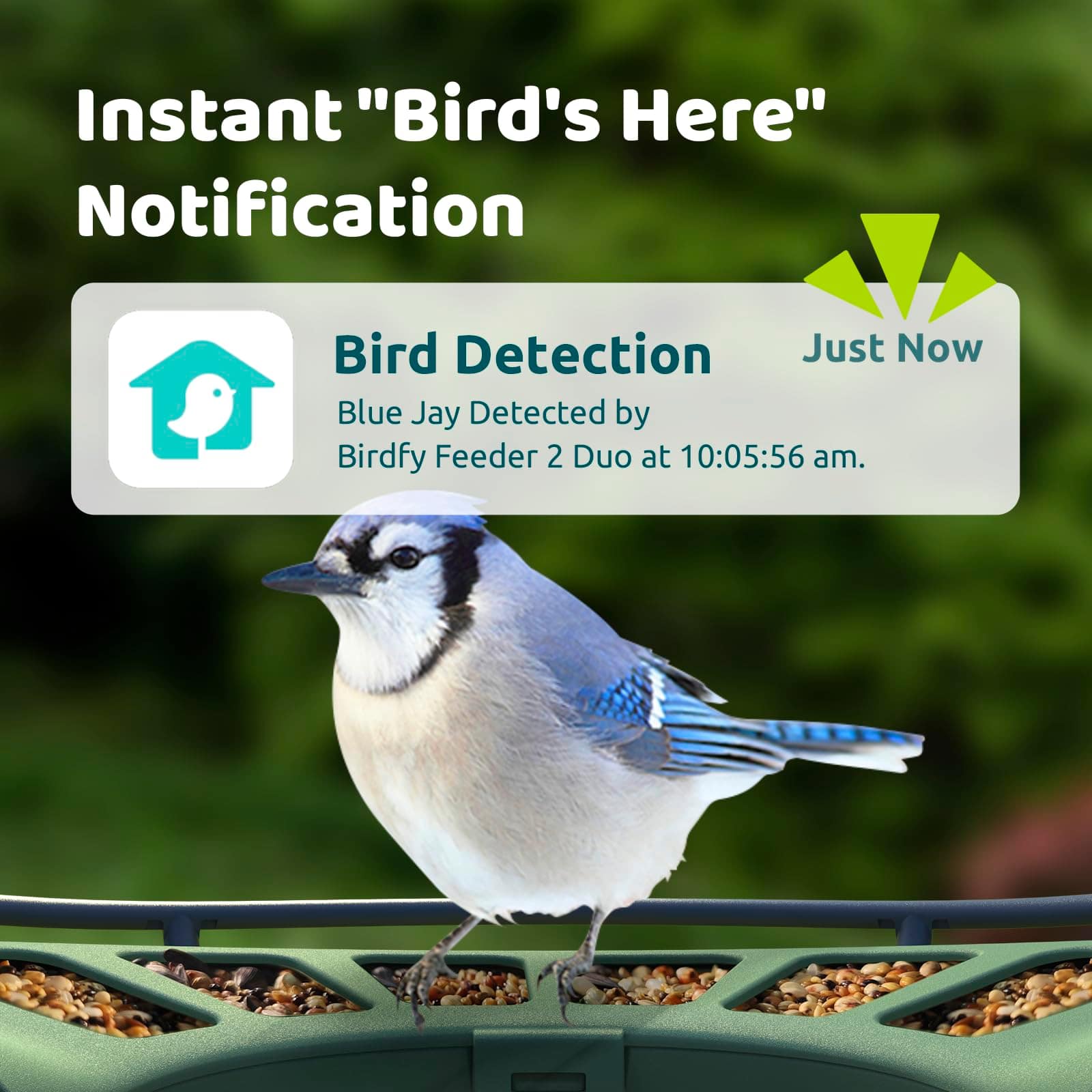 Instant "Bird's Here" Notification Bird Detection Just Now Blue Jay Detected by Birdfy Feeder 2 Duo at 10:05:56 am.
