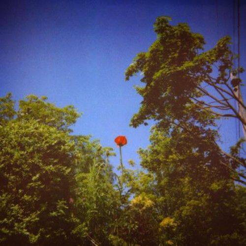 

Sonnet [LP] - VINYL