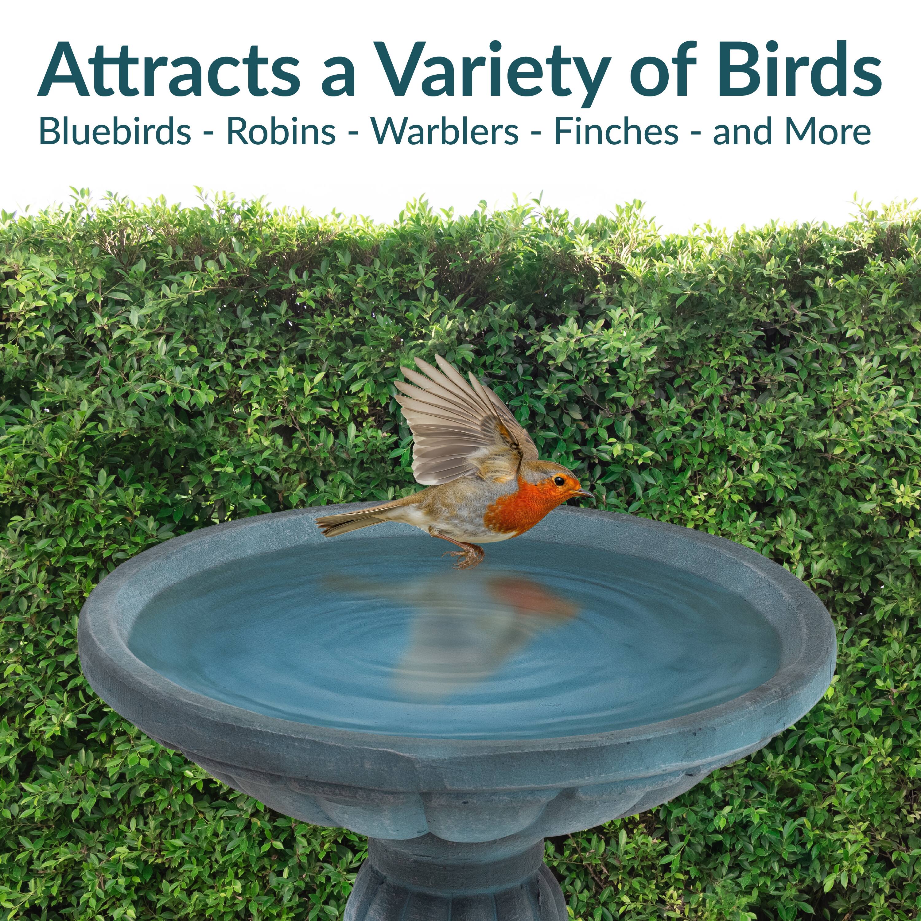 Attracts a Variety of Birds  
Bluebirds - Robins - Warblers - Finches - and More