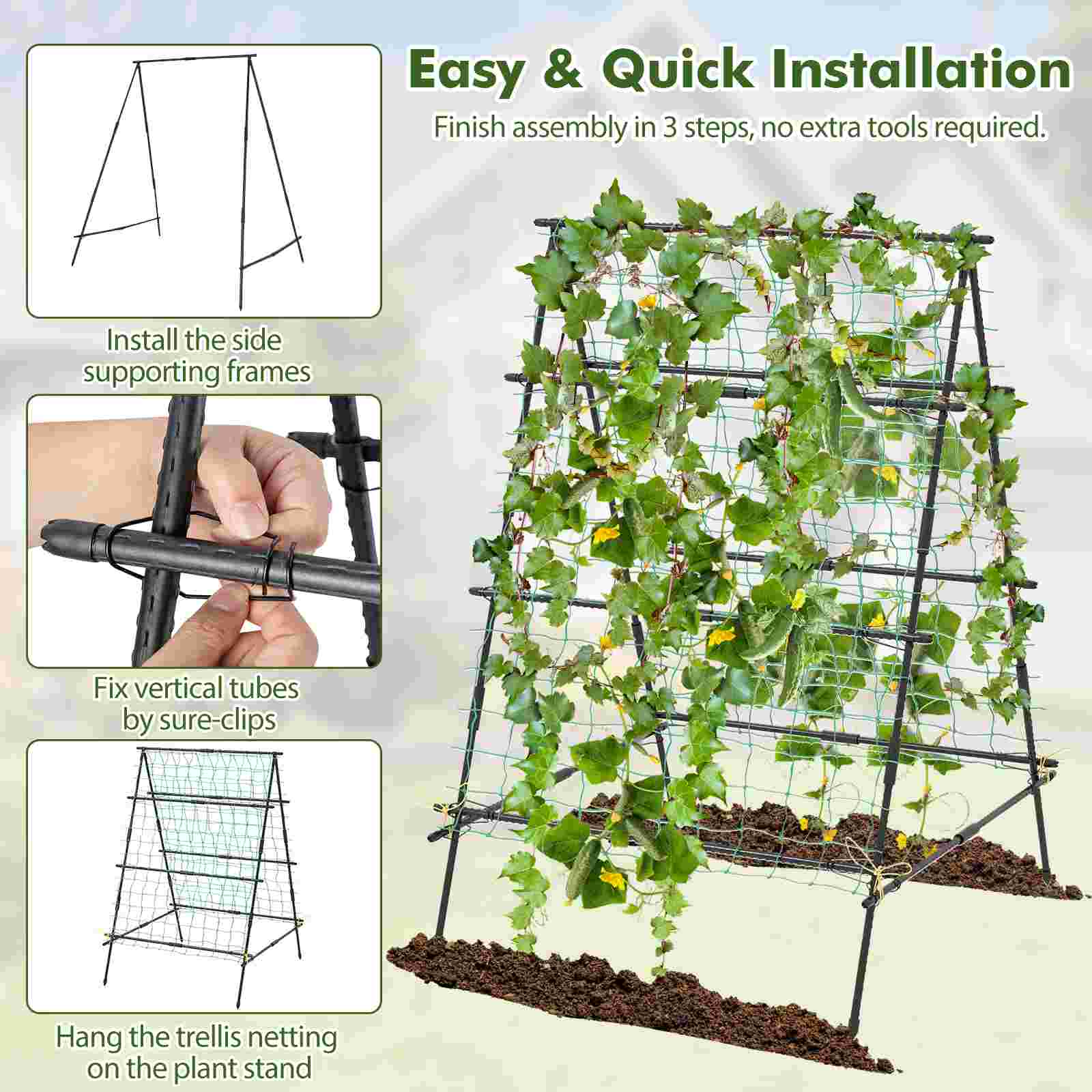 moss pole cheese plant Swiss cheese plant Monstera minima with moss pole main image 0