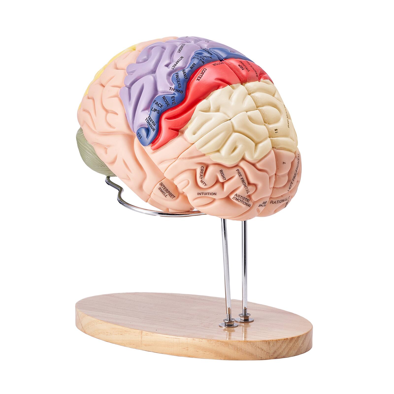 Sure, here is the corrected and grouped text:

- ANS
- SANN
- U
- wd
- T
- A
- INTERPRETER
- VE
- FM
- F
- DAHA
- HAND
- CORTEX
- FINGERS
- THUMA
- FACE
- NOSE
- EYE
- m
- LIPS
- DIVONCLL
- HARAL
- ECEe
- 15
- itt
- 7
- CREATIVITY
- CREAT
- RIGHT
- PRE-FRONTAL
- MTY
- FRONTAL
- RMPLL
- NTERPRET
- INTUITION
- ARTISTIC
- TY
- DE
- RA
- TIONAL
- BS

Grouped as per the labels on the brain model:

- INTERPRETER
- FM
- DAHA
- HAND
- CORTEX
- FINGERS
- THUMA
- FACE
- NOSE
- EYE
- LIPS
- DIVONCLL
- HARAL
- ECEe
- 15
- itt
- 7
