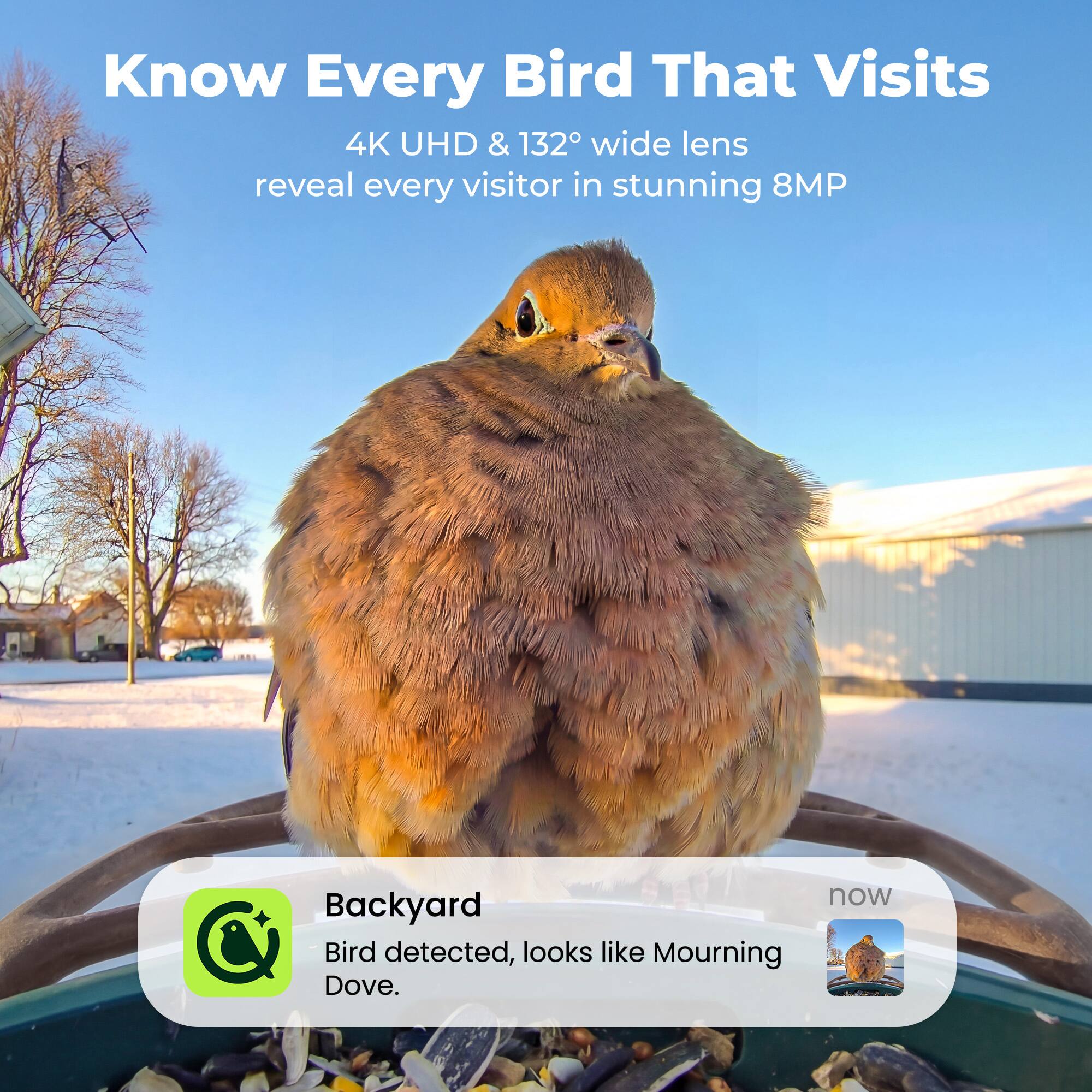Know Every Bird That Visits  
4K UHD & 132° wide lens reveal every visitor in stunning 8MP  

Backyard  
Bird detected, looks like Mourning Dove.