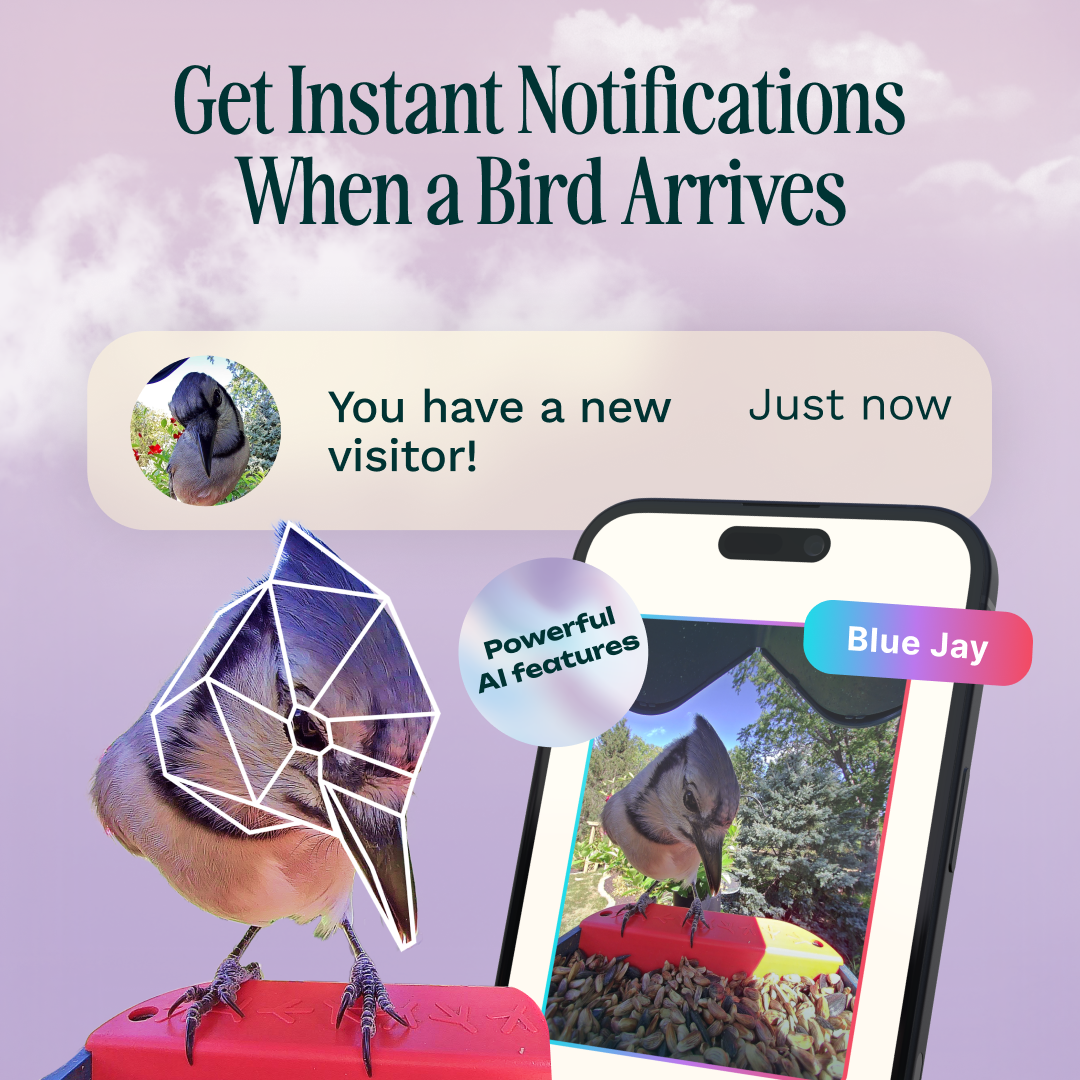 Get Instant Notifications When a Bird Arrives, You have a new visitor! Just now, Powerful features, AI, Blue Jay