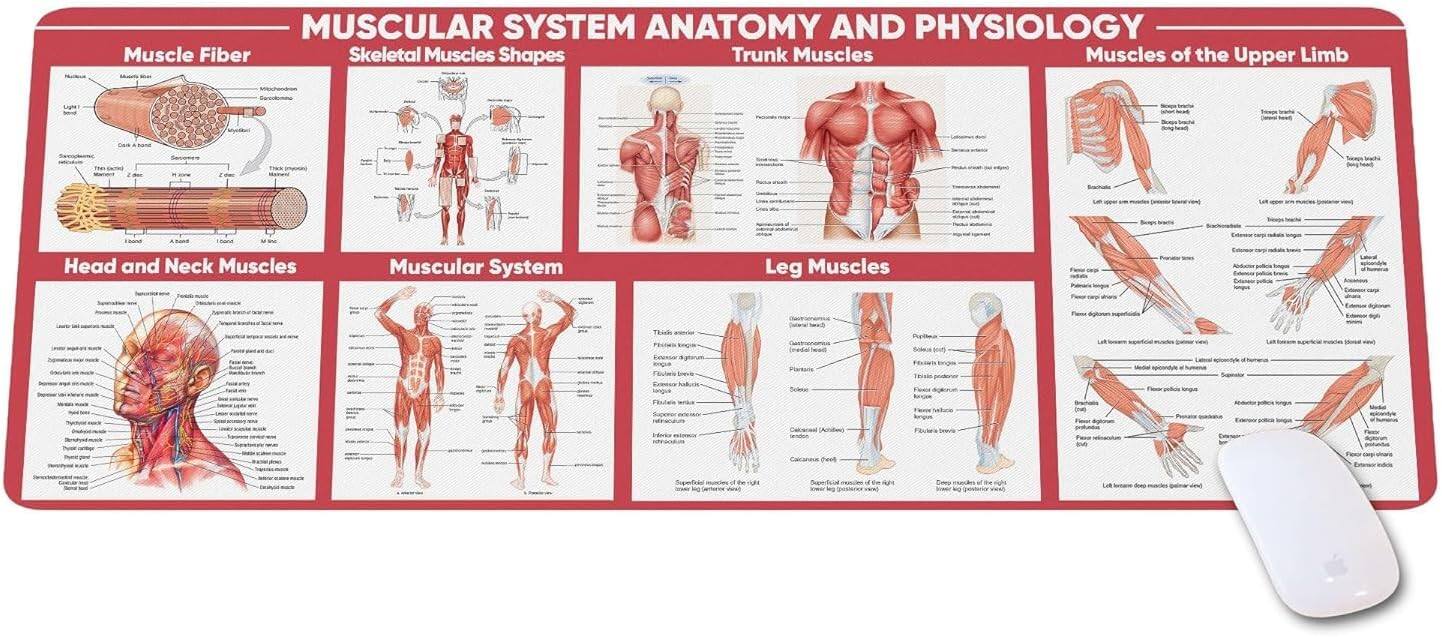 MUSCULAR SYSTEM ANATOMY AND PHYSIOLOGY
Muscle Fiber
- Sarcolemma
- Myofibril
- Myosin
- Actin
- Z-line
- M-line
- H-zone
- A-band
- I-band
- Sarcomere
Skeletal Muscles Shapes
- Longus
- Short
- Flat
- Orbicular
- Pennate
- Fusiform
- Sphincter
Trunk Muscles
- Pectoralis Major
- Pectoralis Minor
- Rectus Abdominis
- External Oblique
- Internal Oblique
- Transversus Abdominis
- Latissimus Dorsi
- Trapezius
- Serratus Anterior
- Diaphragm
Muscles of the Upper Limb
- Biceps Brachii
- Triceps Brachii
- Brachialis
- Brachioradialis
- Flexor Carpi Radialis
- Extensor Carpi Radialis
- Flexor Carpi Ulnaris
- Extensor Carpi Ulnaris
- Flexor Digitorum Superficialis
- Flexor Digitorum Profundus
- Extensor Dig
