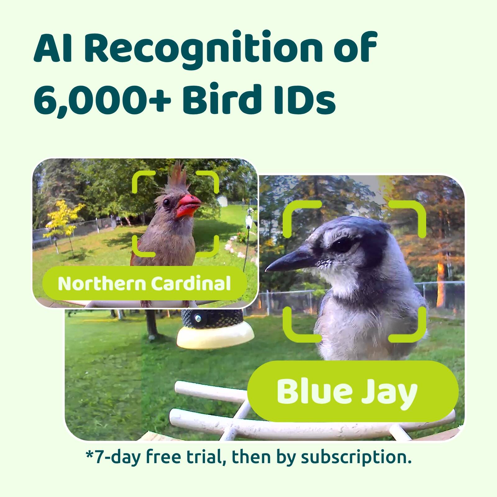 AI Recognition of 6,000+ Bird IDs

Northern Cardinal
Blue Jay

*7-day free trial, then by subscription.