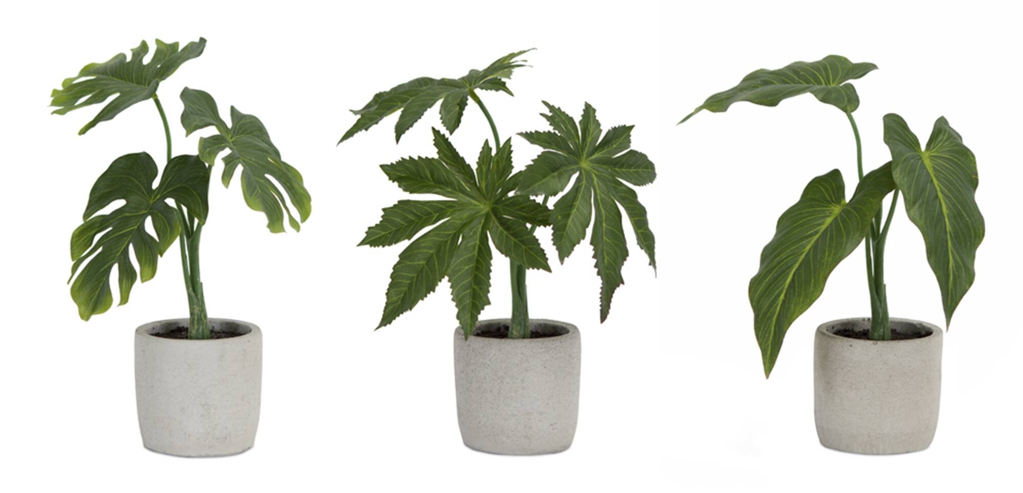 Angle. BreeBe - Assorted Foliage Plant in Grey Pot (Set of 6) - Green, Brown, Grey.