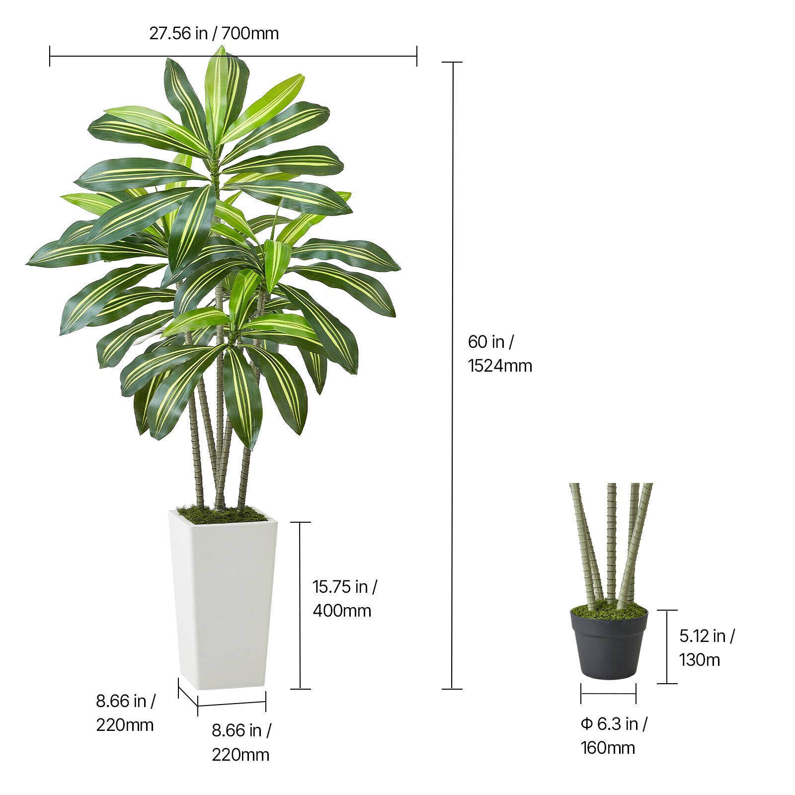 monstera peru variegata Monstera Karstenianum Peru Variegata  Green and White Plants