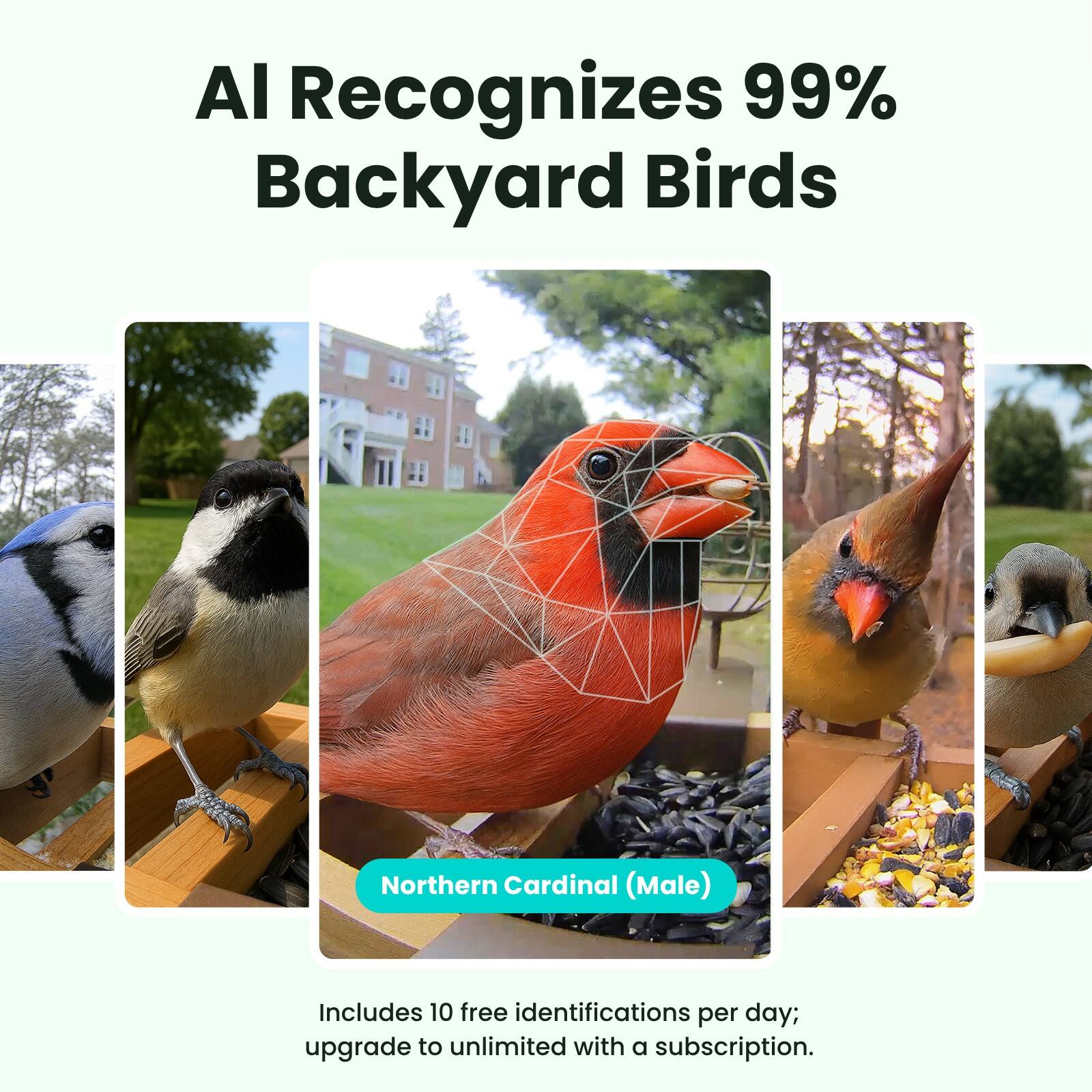 AI Recognizes 99% Backyard Birds

Northern Cardinal (Male)

Includes 10 free identifications per day; upgrade to unlimited with a subscription.