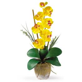 BreeBe - Single Stem Phalaenopsis Gold - Yellow