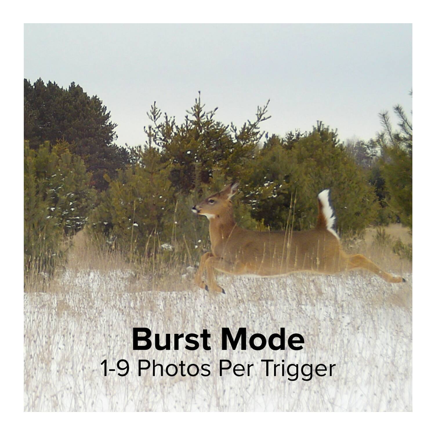 Burst Mode  
1-9 Photos Per Trigger