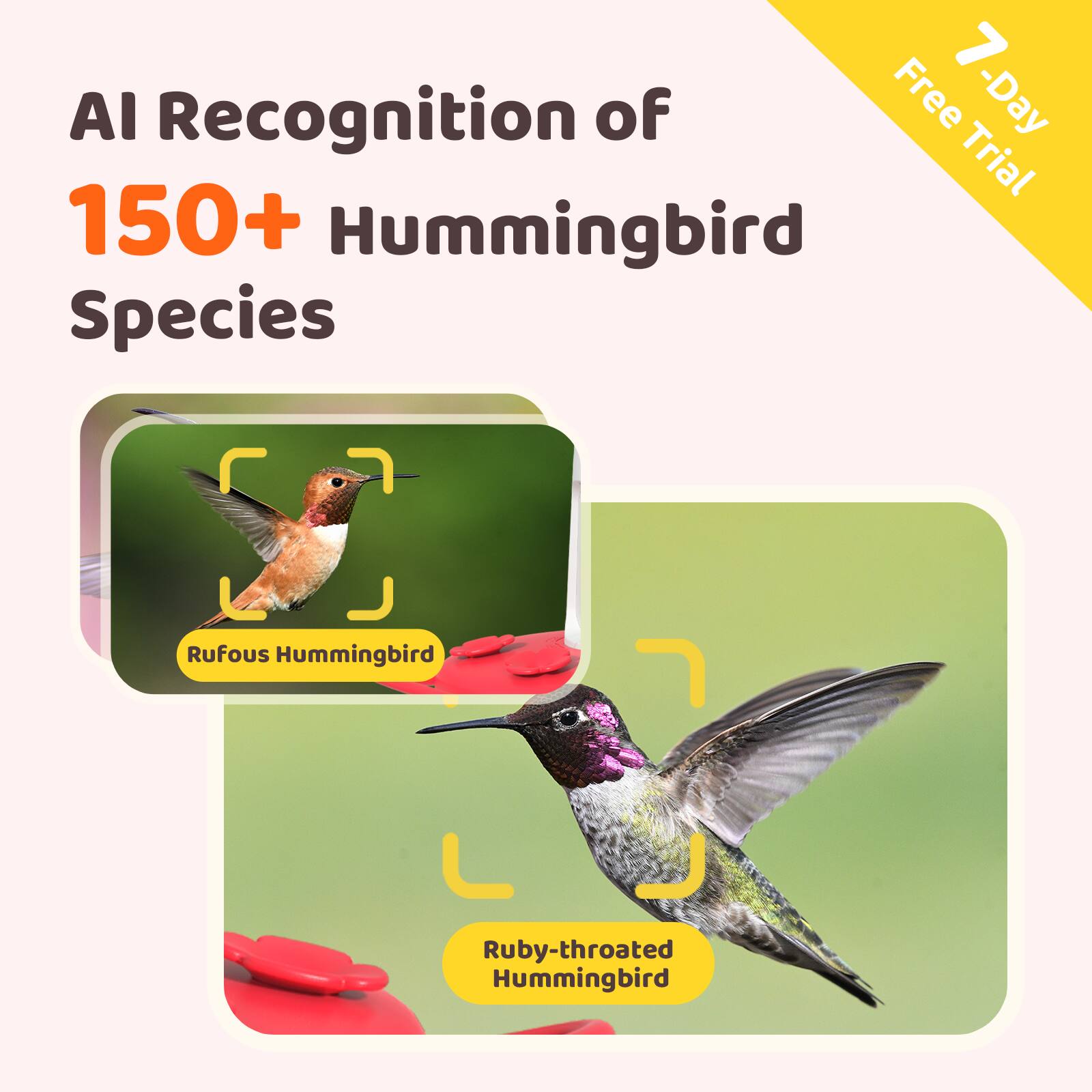 7-Day AI Recognition of Free Trial 150+ Hummingbird Species: Rufous Hummingbird, Ruby-throated Hummingbird.