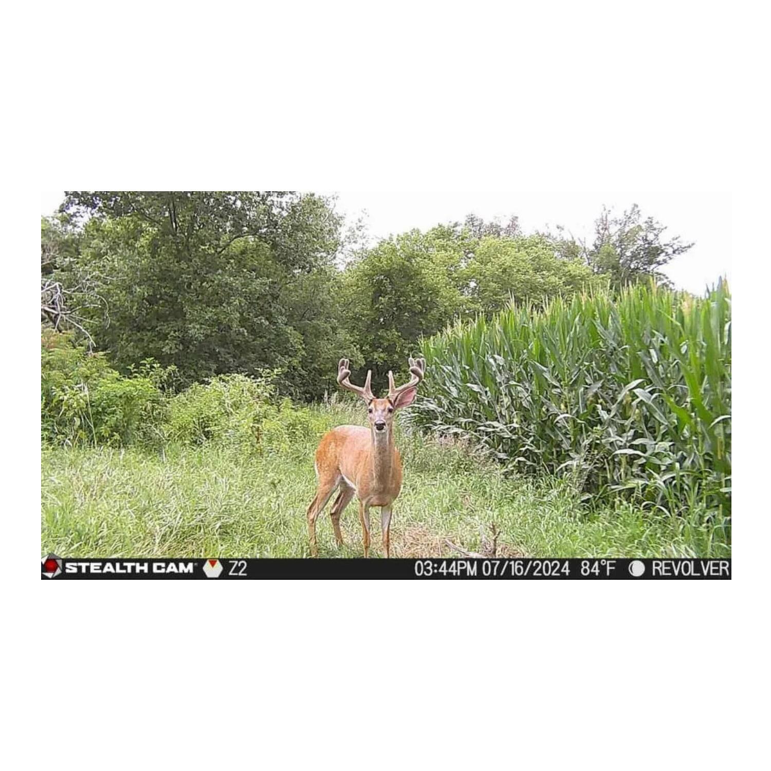 STEALTH CAM Z2  
03:44PM 07/16/2024 84°F  
REVOLVER