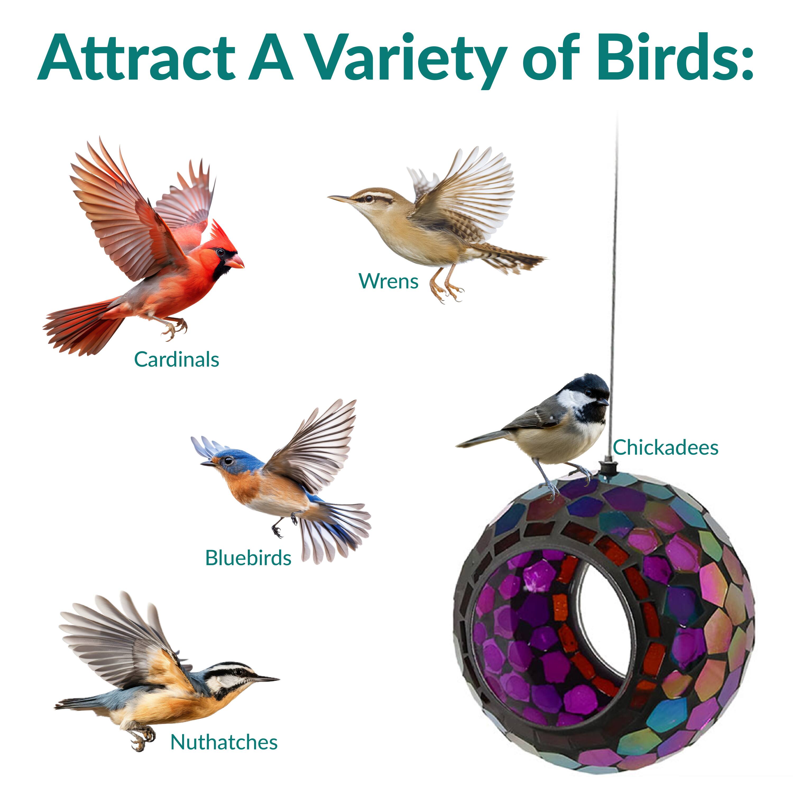 Attract A Variety of Birds:

- Cardinals
- Wrens
- Bluebirds
- Chickadees
- Nuthatches