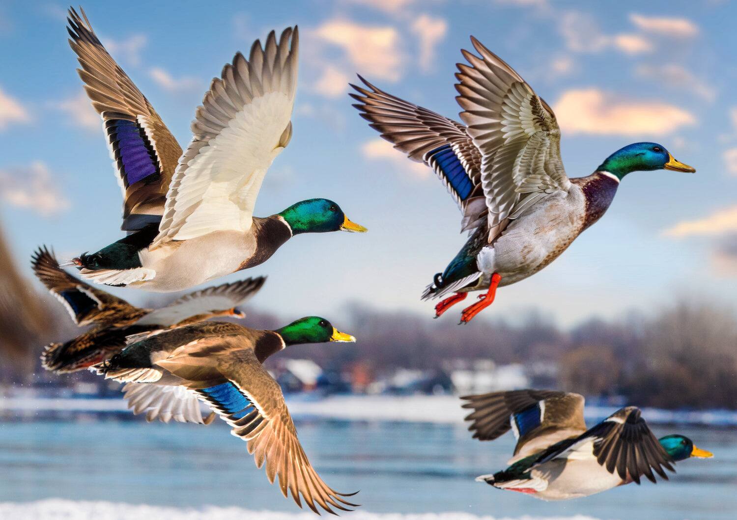 Alt View 1. Trefl - Trefl Premium Plus Mallards in Flight 1000 Piece Puzzle - Multicolor.