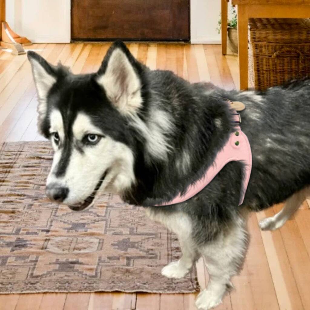 Angle. PoisePup - Real Leather Comfortable Step-in Harness for Dogs - Light Pink.