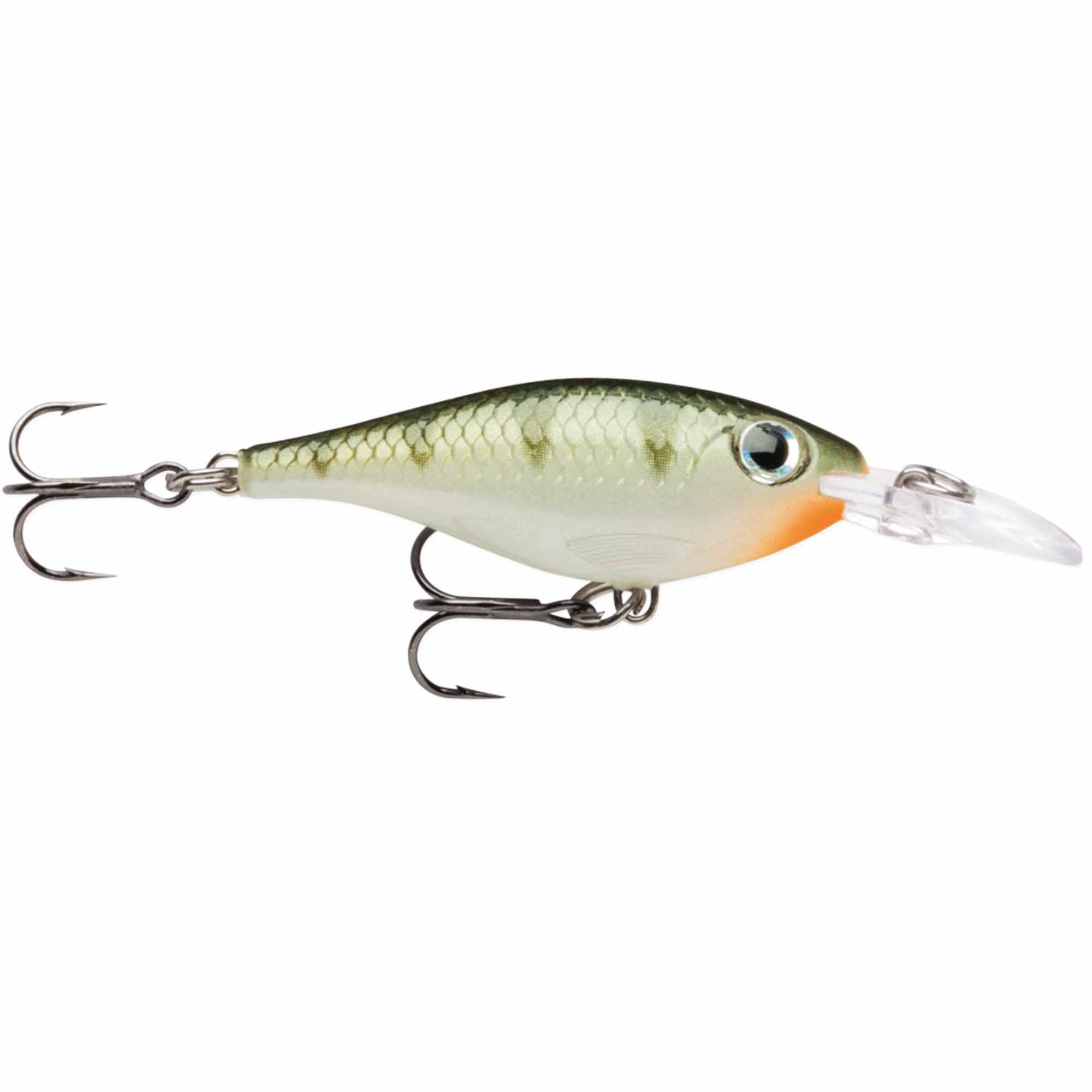 Yellow Perch