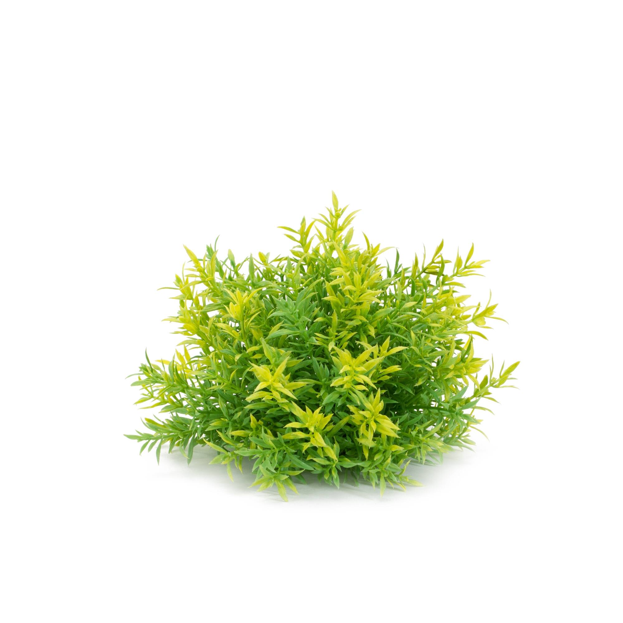 Back. BreeBe - Varigated Mini Leaf Half Orb (Set of 6) - Green.