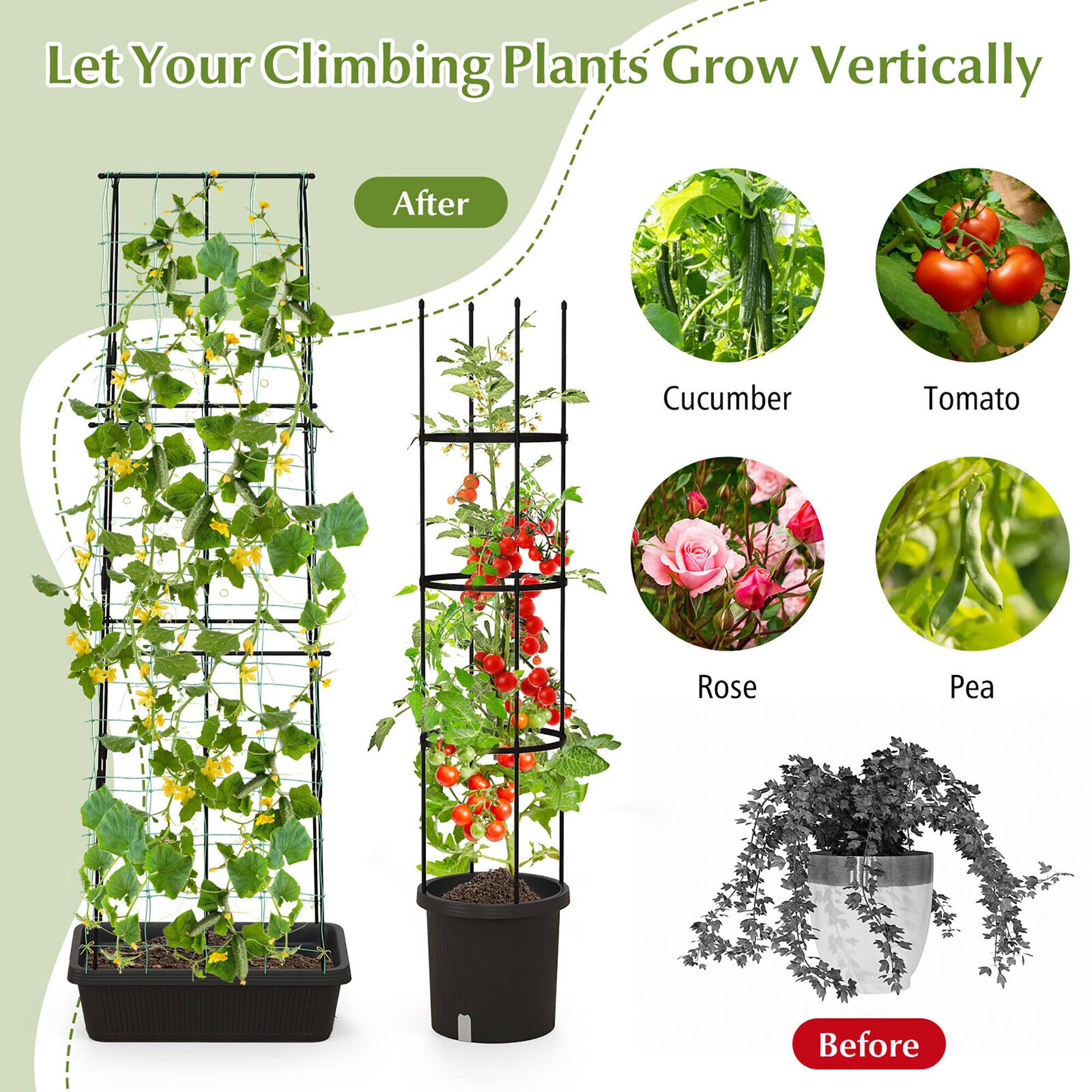 Let Your Climbing Plants Grow Vertically

After

Cucumber
Tomato
Rose
Pea

Before