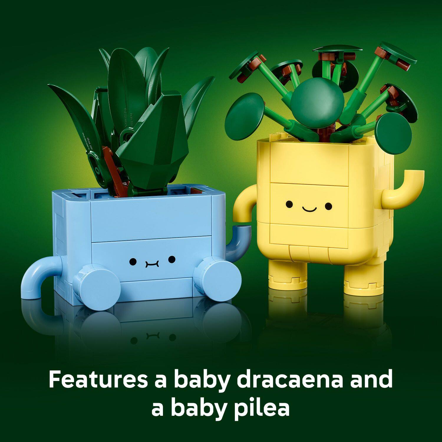 Features a baby dracaena and a baby pilea