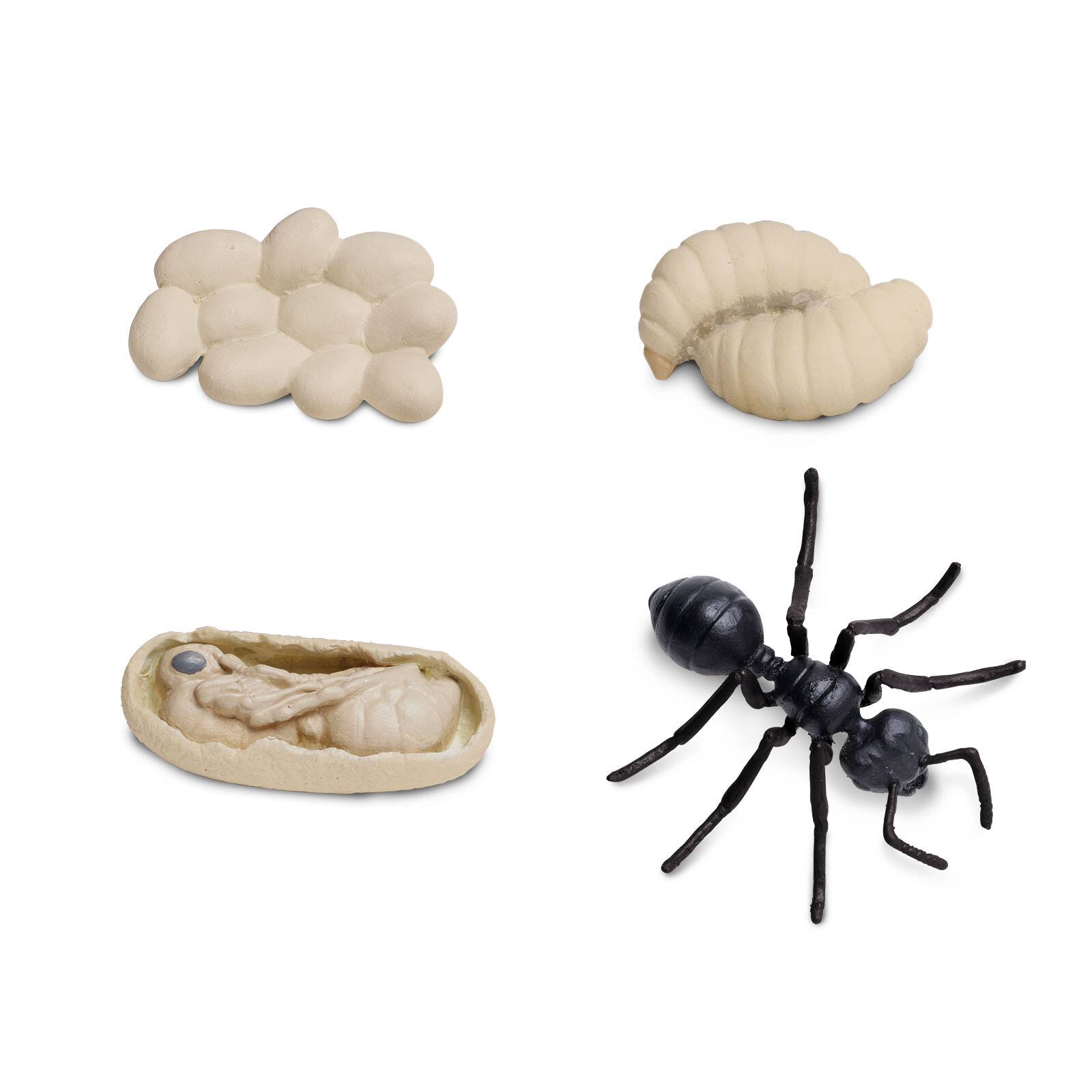 Angle. Safari Ltd. - Life Cycle Of An Ant Toy.