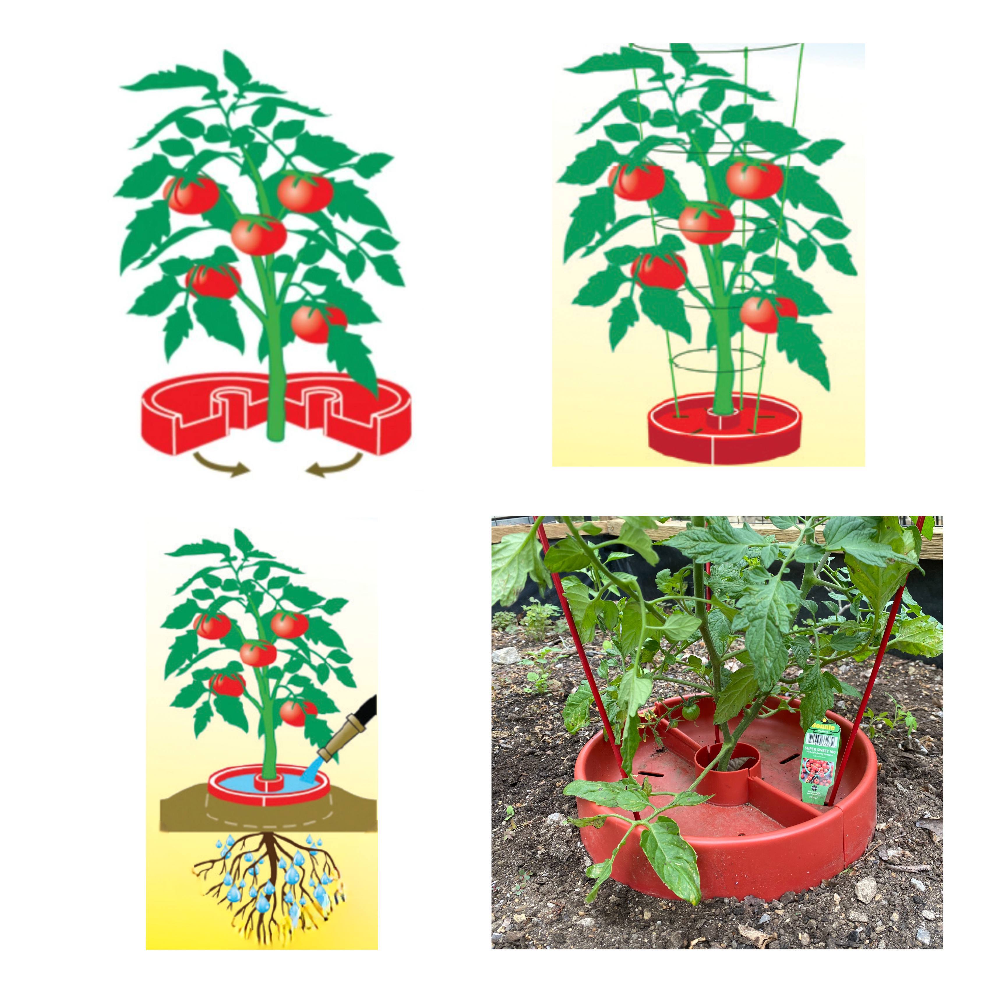 Alt View 5. Tomato Crater - Tomato Crater Garden Tool: Conserves & Directs Water, Warms Soil, Enhances Yield, 12" Red 1PK - Red.