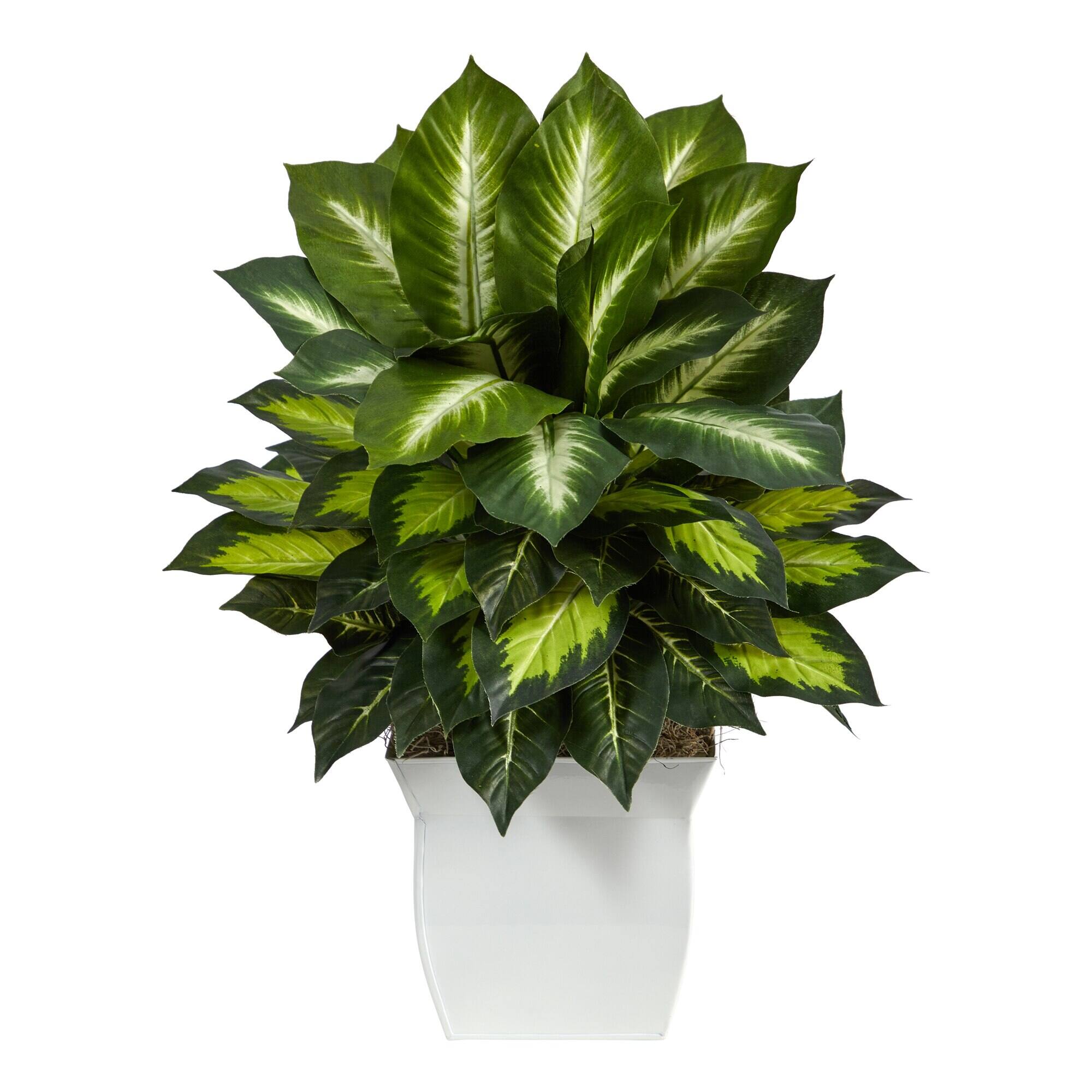 Front. BreeBe - 2' Golden Dieffenbachia Plant in White Metal Planter - Green.
