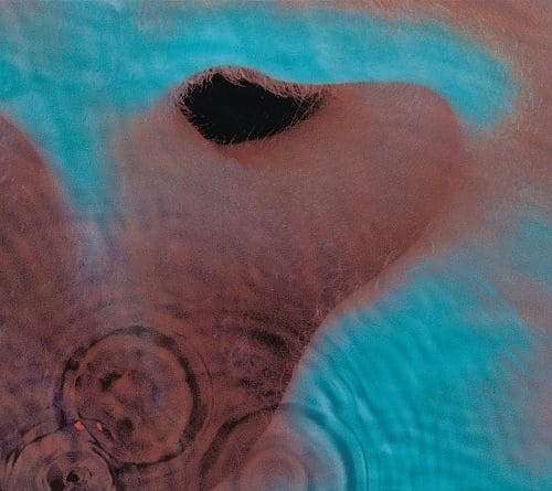  Meddle [CD]