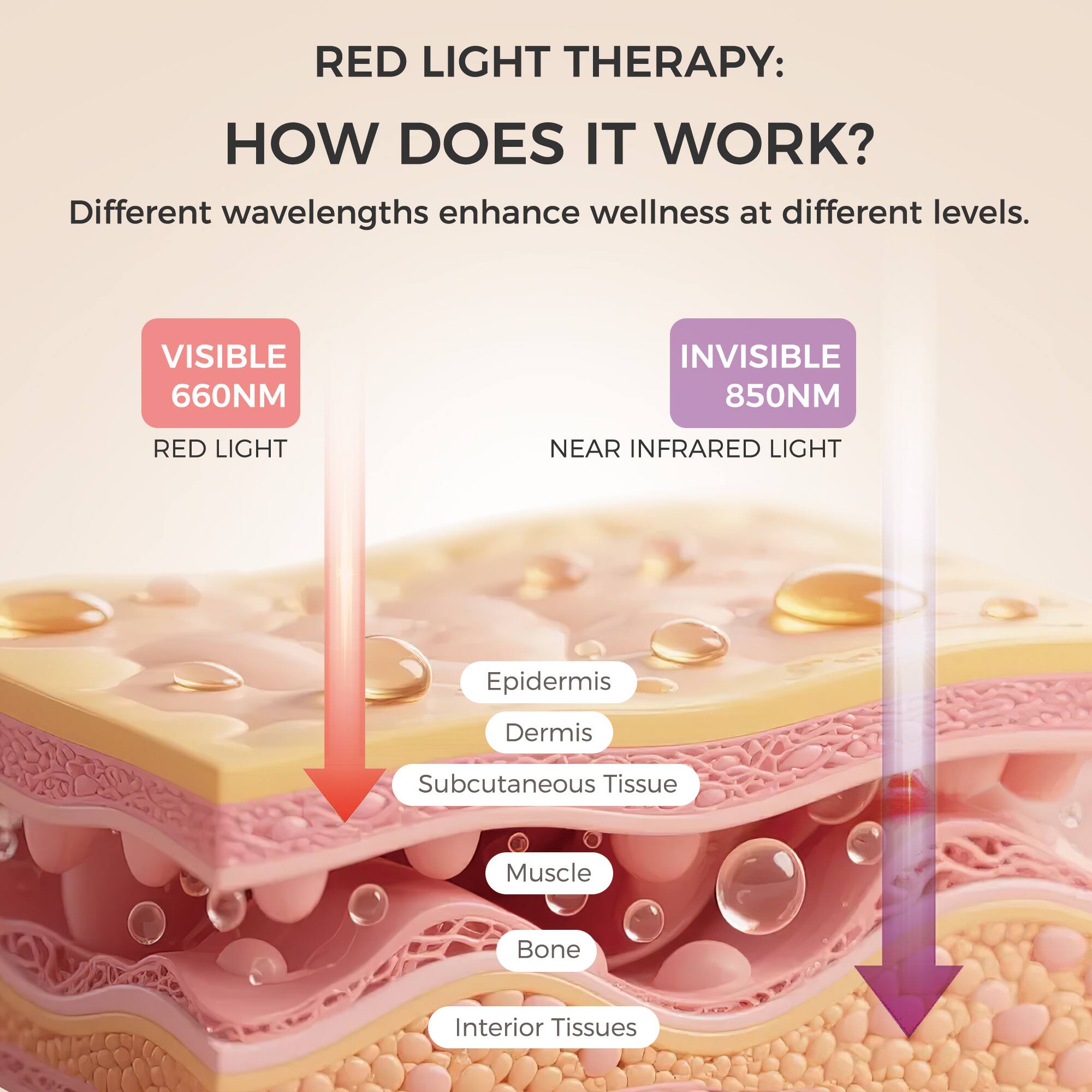 RED LIGHT THERAPY: HOW DOES IT WORK?

Different wavelengths enhance wellness at different levels.

VISIBLE 660NM  
RED LIGHT

INVISIBLE 850NM  
NEAR INFRARED LIGHT

Epidermis  
Dermis  
Subcutaneous Tissue  
Muscle  
Bone  
Interior Tissues