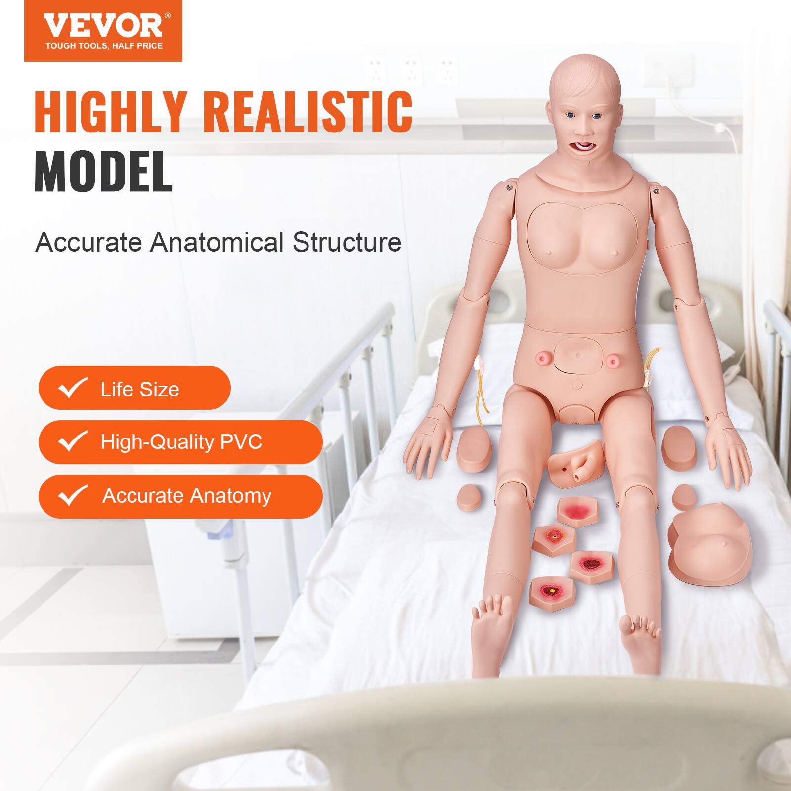 VEVOR TOUGH TOOLS, HALF PRICE

HIGHLY REALISTIC MODEL

Accurate Anatomical Structure

- Life Size
- High-Quality PVC
- Accurate Anatomy
