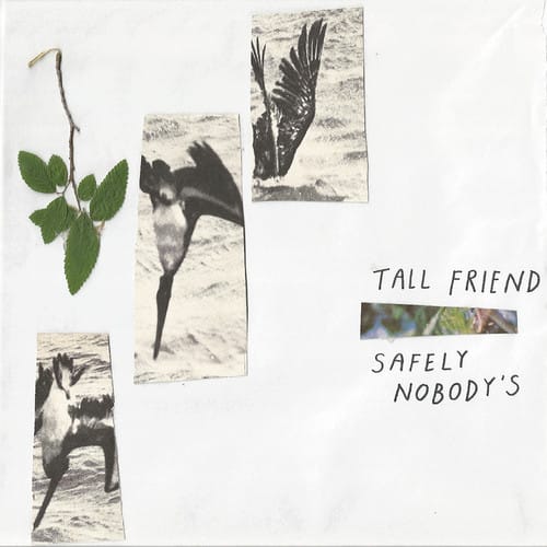 Tall Friend - Safely Nobody's   - VINYL LP price history on PriceWatchPro