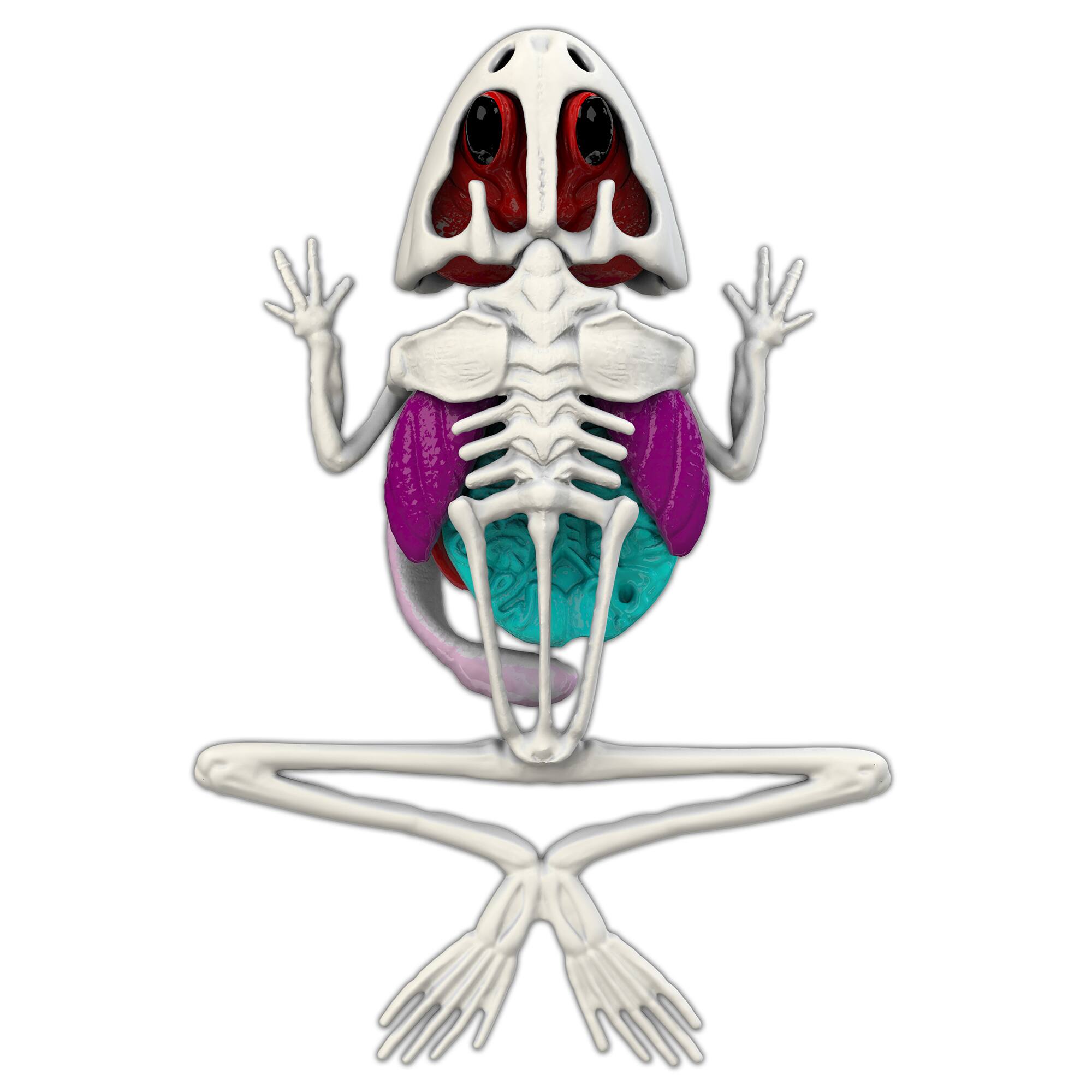 Alt View 4. Top Secret Toys - Dissect-It: Frog Lab.