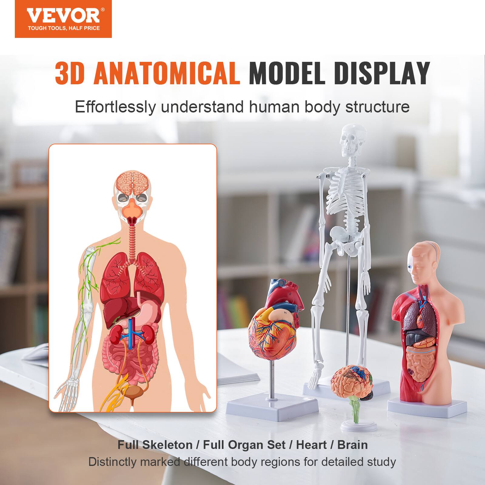 VEVOR TOUGH TOOLS, HALF PRICE

3D ANATOMICAL MODEL DISPLAY

Effortlessly understand human body structure

Full Skeleton / Full Organ Set / Heart / Brain

Distinctly marked different body regions for detailed study