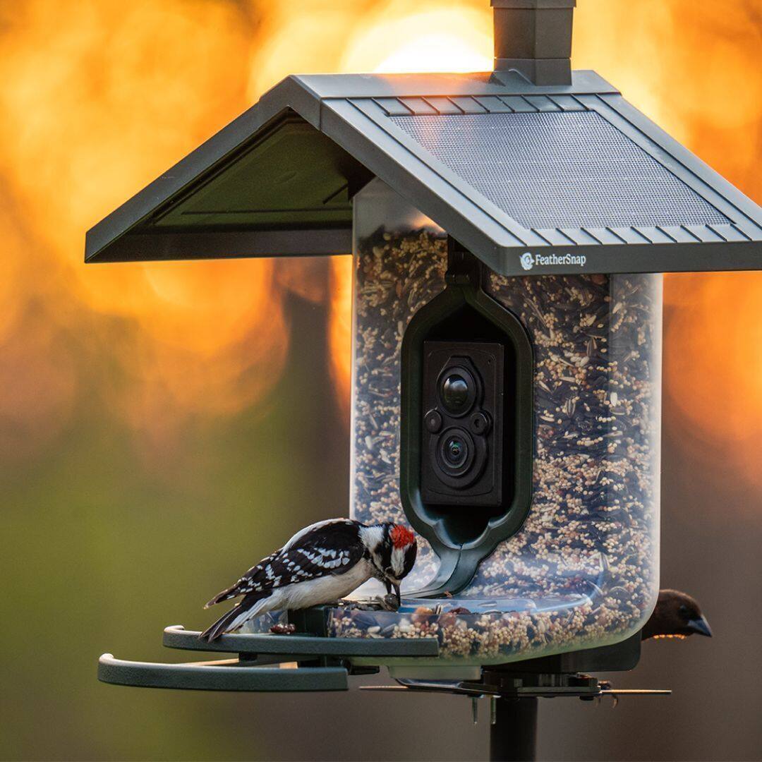 Angle. Tactacam - WiFI enabled Smart Bird Feeder - Seed by FeatherSnap - Green, Clear.