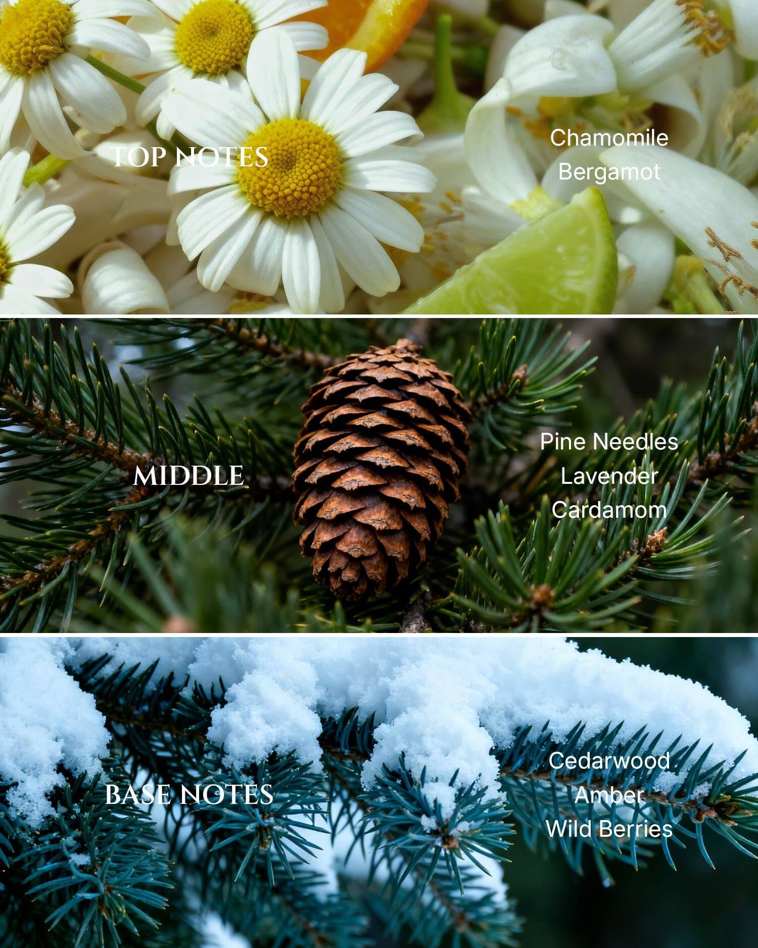 **TOP NOTES**  
Chamomile  
Bergamot  

**MIDDLE**  
Pine Needles  
Lavender  
Cardamom  

**BASE NOTES**  
Cedarwood  
Amber  
Wild Berries