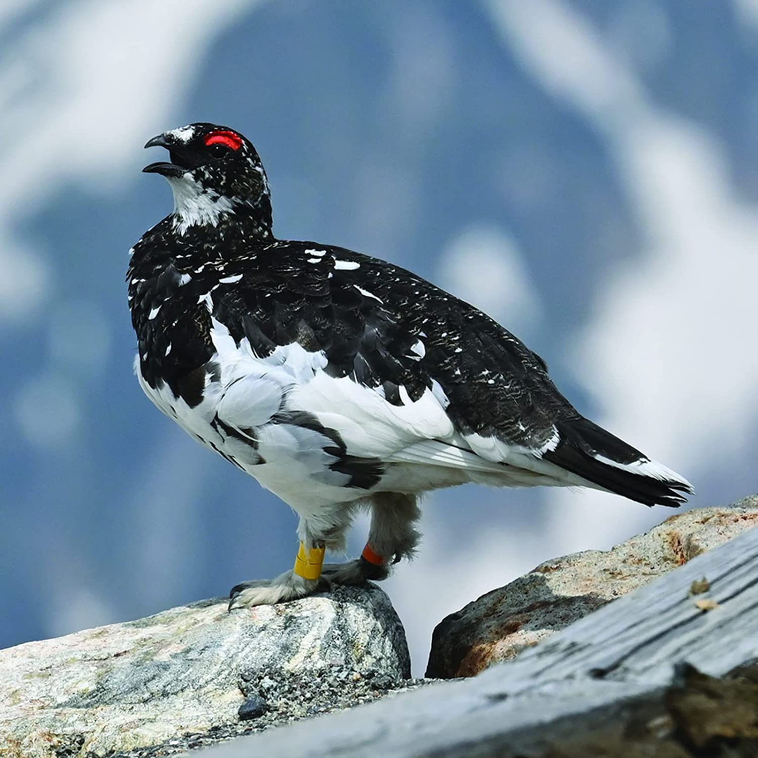 Alt View 1. Nikon - Nikon NIKKOR Z 100-400mm f/4.5-5.6 VR S Lens w/ Advanced Accessories and Travel Bundle | 20106 | nikon 100-400mm z Lens - Black.