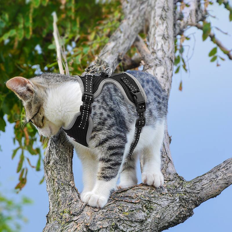 Left. Supet - Cat Harness & Leash - Black.