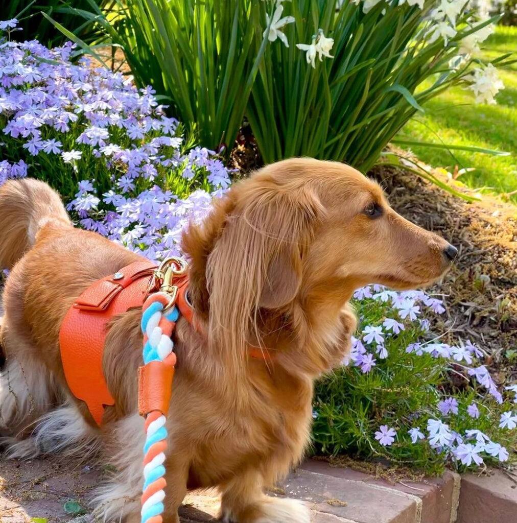 Left. PoisePup - Luxe Adjustable Leather Harness Vest, Soft with Bow and Crystal for Dogs - Orange.