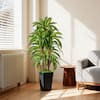 Front. NOVAROOT - 5Ft Artificial Dracaena Tree Indoor Faux Plants Indoor with Black Tall Planter Home Office Decor - Green.