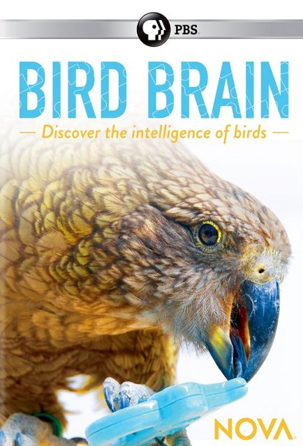 Front Standard. NOVA: Bird Brain [DVD] [2017].