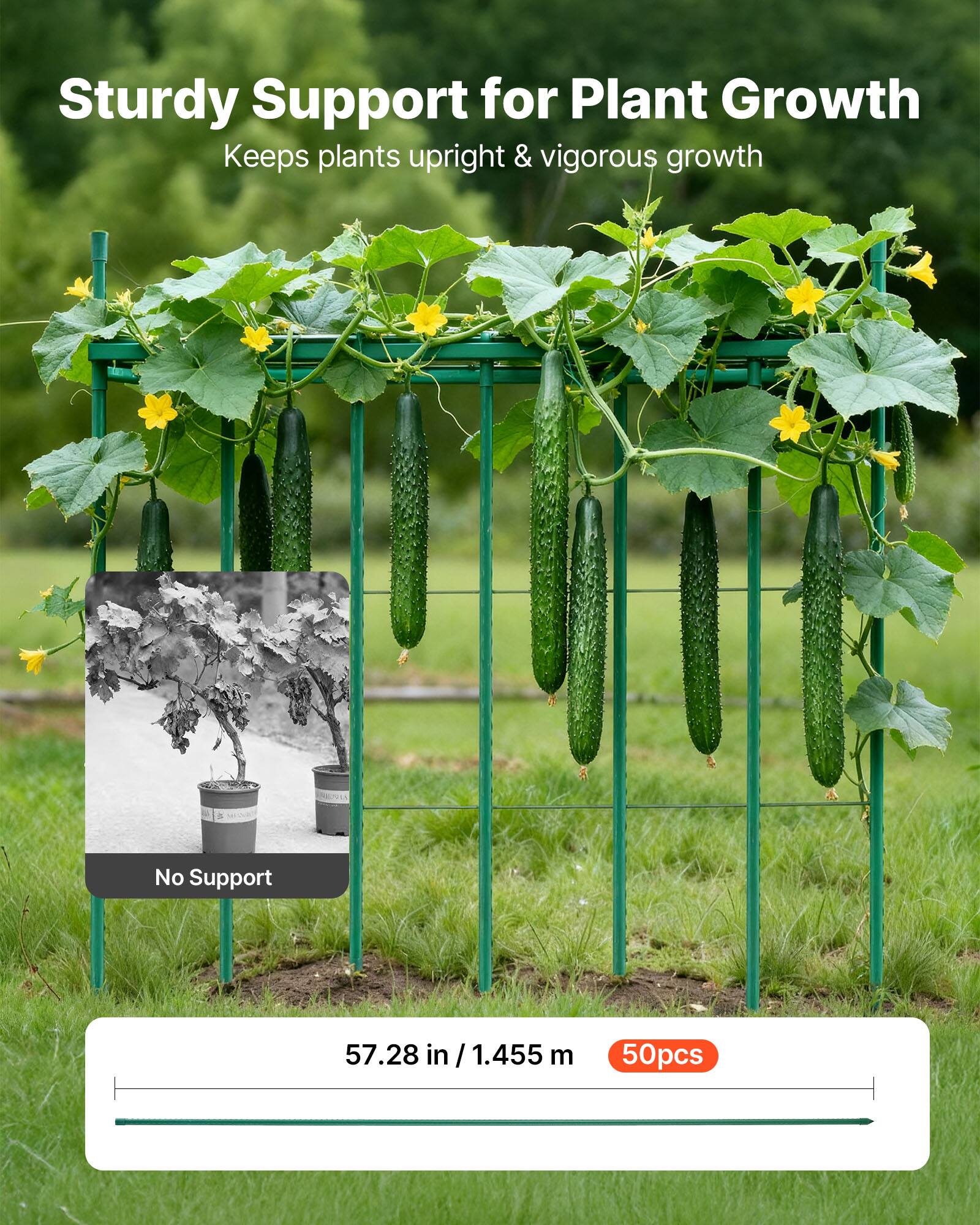 Sturdy Support for Plant Growth  
Keeps plants upright & vigorous growth  

No Support  

57.28 in / 1.455 m  

50pcs