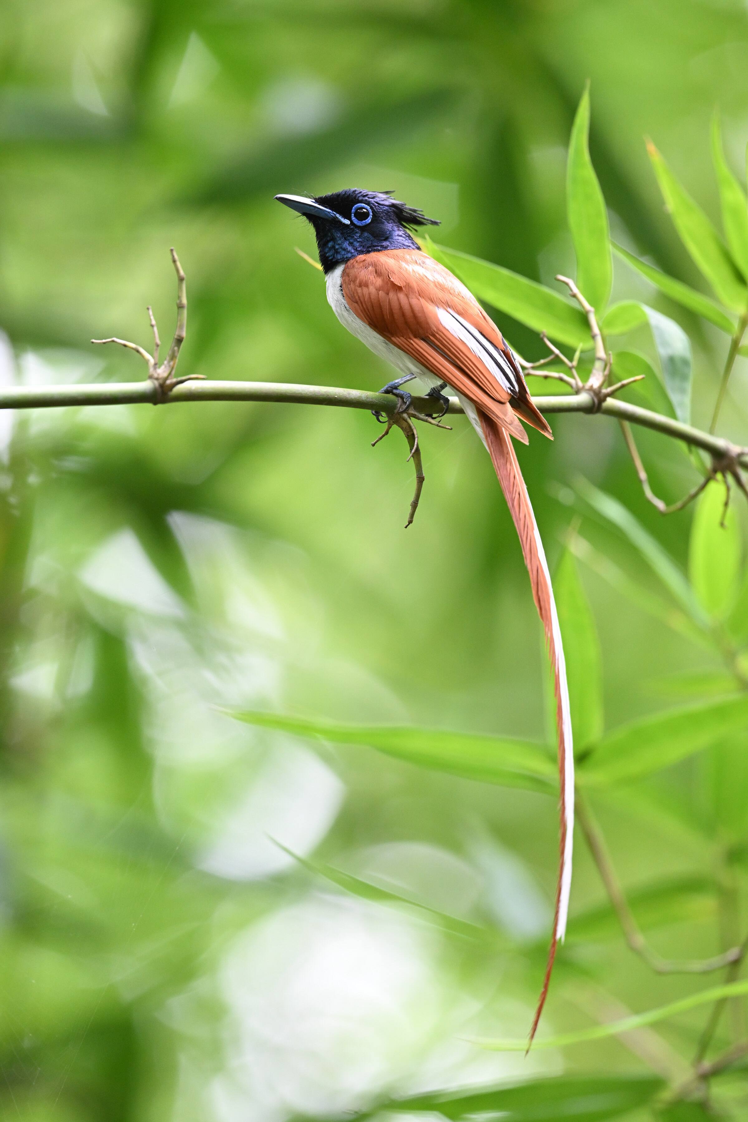 Alt View 2. Nikon - NIKKOR Z 600mm f/6.3 VR S - Black.