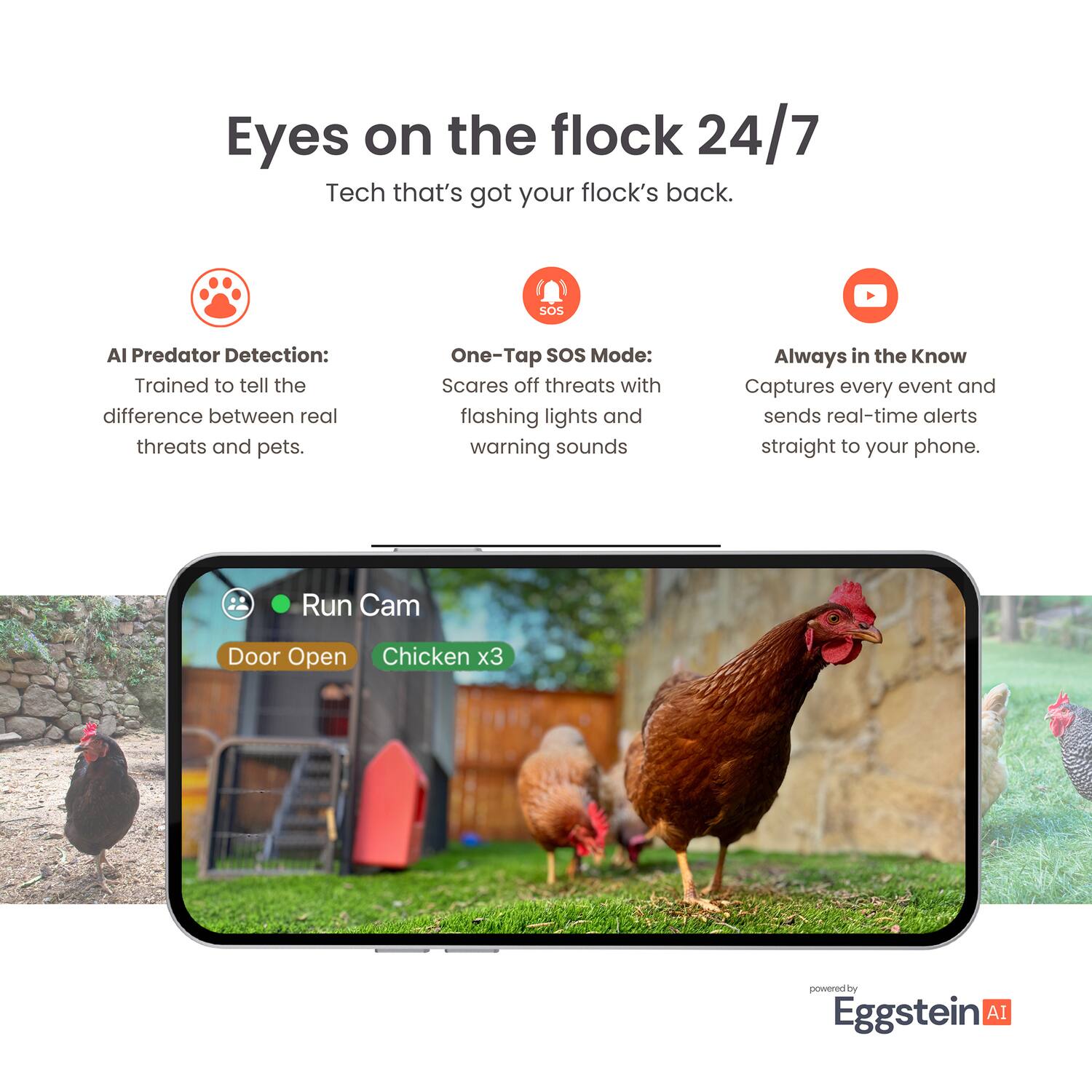 Eyes on the flock 24/7  
Tech that's got your flock's back.

- **AI Predator Detection:**  
  Trained to tell the difference between real threats and pets.

- **One-Tap SOS Mode:**  
  Scares off threats with flashing lights and warning sounds

- **Always in the Know:**  
  Captures every event and sends real-time alerts straight to your phone.

Run Cam  
Door Open  
Chicken x3  
powered by Eggstein AI