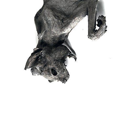 

Metempsychosis [LP] - VINYL