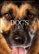 Front Standard. A Dog's Life Collection [DVD].