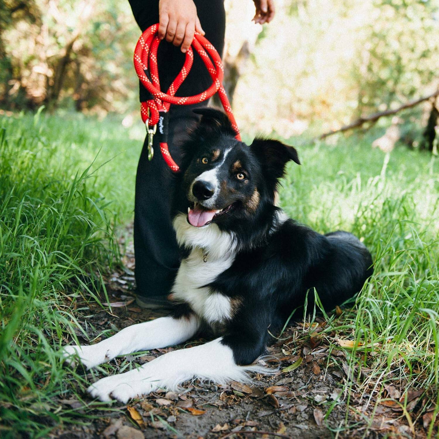 Back. Amber Sporting Goods - ZippyPaws Zp324 Climbers Rope Leash Original 6 Ft - Pink Dog Lead - Pink.