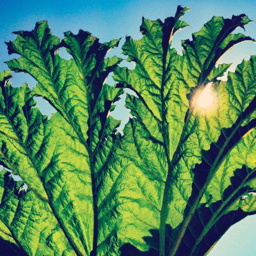 

Gunnera [LP] - VINYL