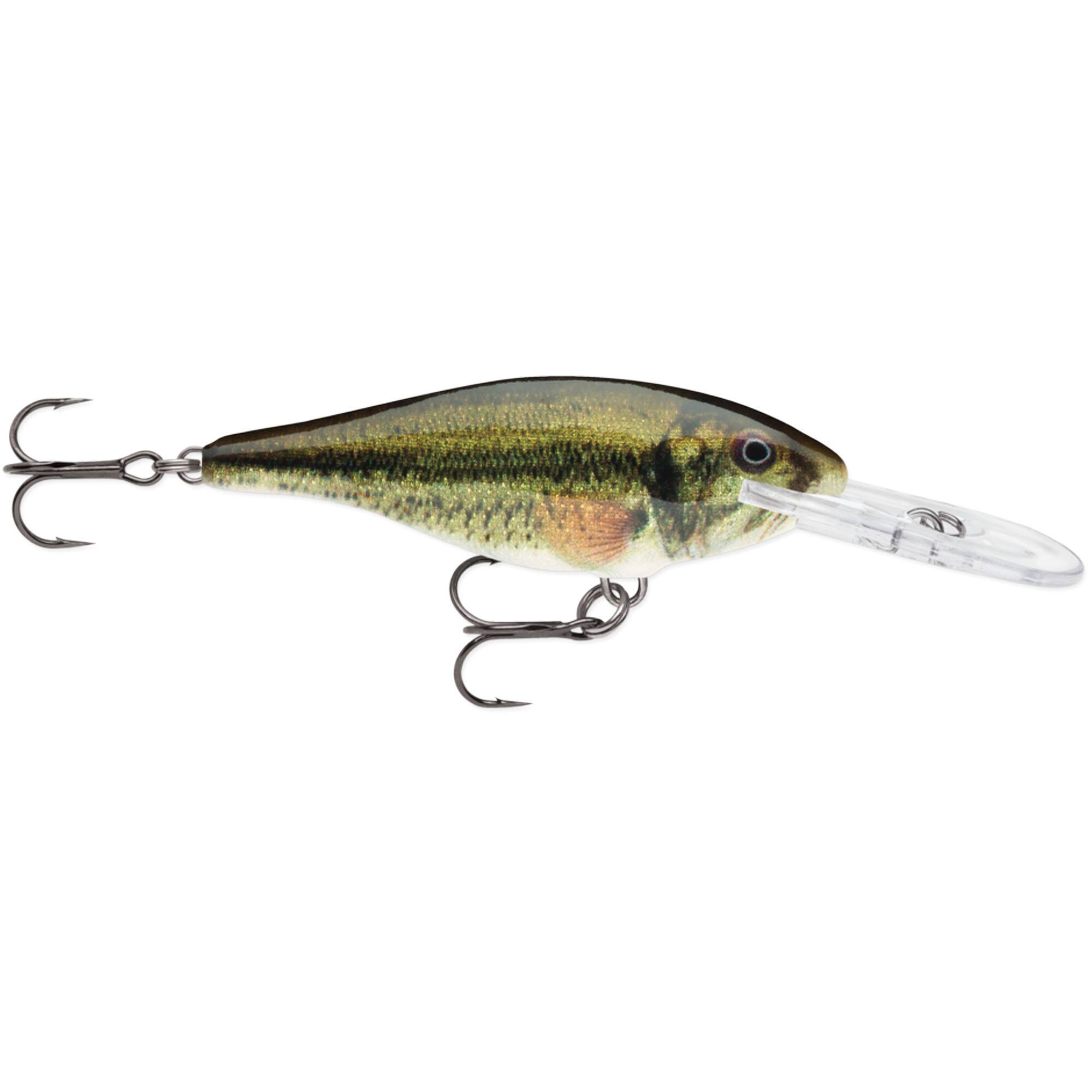 Live Largemouth Bass
