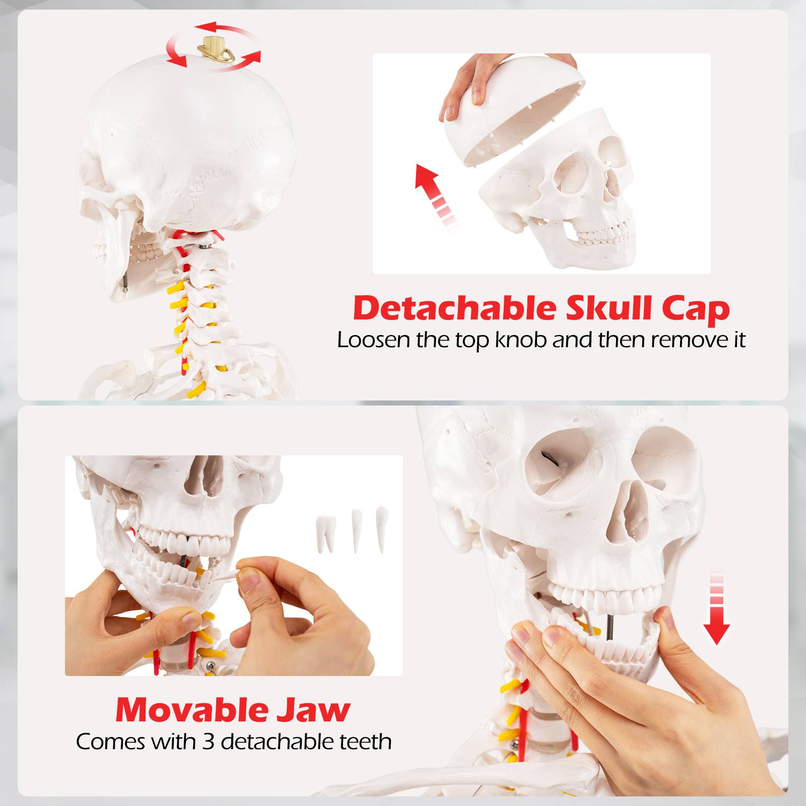 Detachable Skull Cap  
Loosen the top knob and then remove it  

Movable Jaw  
Comes with 3 detachable teeth